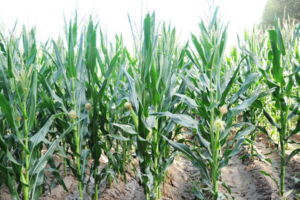 玉米膜下滴灌與常規(guī)種植對比